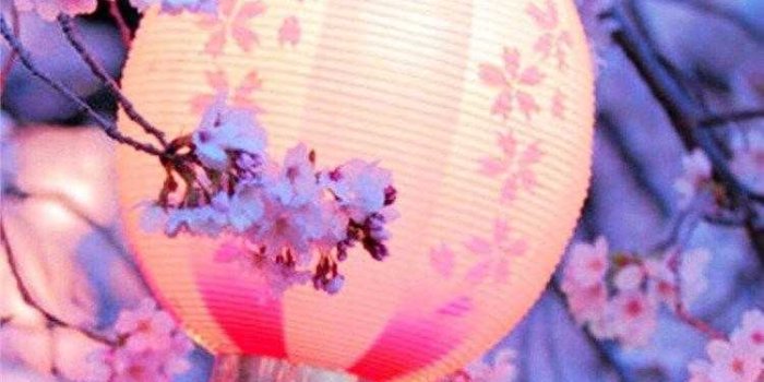 750x1334 Cherry Blossom Wallpaper - NawPic