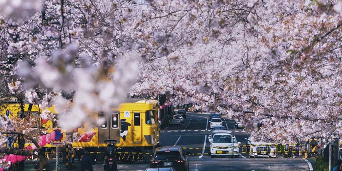 1000x1778 Free Japanese Cherry Blossom Smartphone Wallpapers — Barrett
