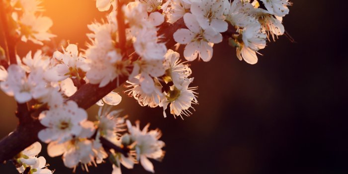 1360x768 1360x768 Cherry Blossom 5k Laptop HD HD 4k Wallpapers, Images, Backgrounds,  Photos and Pictures