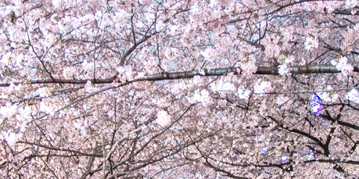 800x1422 Free Japanese Cherry Blossom Smartphone Wallpapers — Barrett