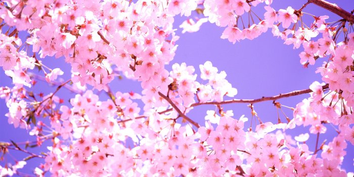 2560x1920 Beautiful Cherry Blossom wallpaper | 2560x1920 | #84009