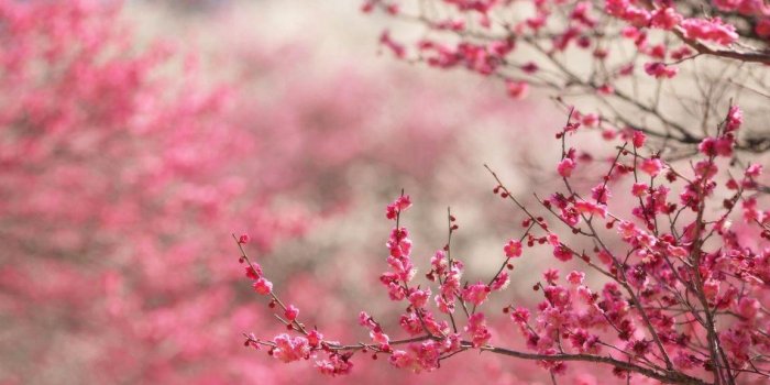 1152x864 Cherry Blossom Desktop Wallpapers
