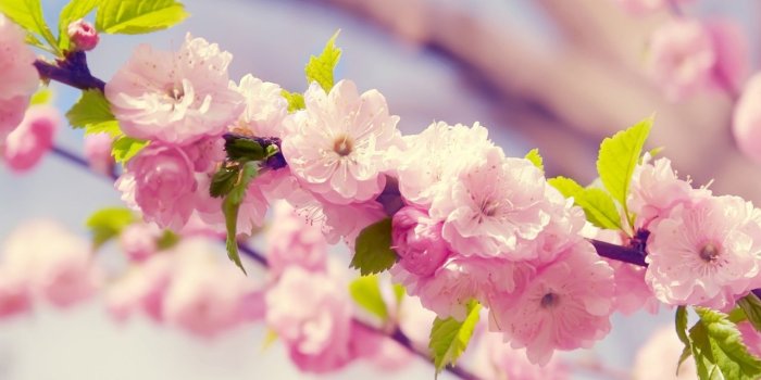 1280x1024 42+] Japanese Cherry Blossom Desktop Wallpaper on WallpaperSafari