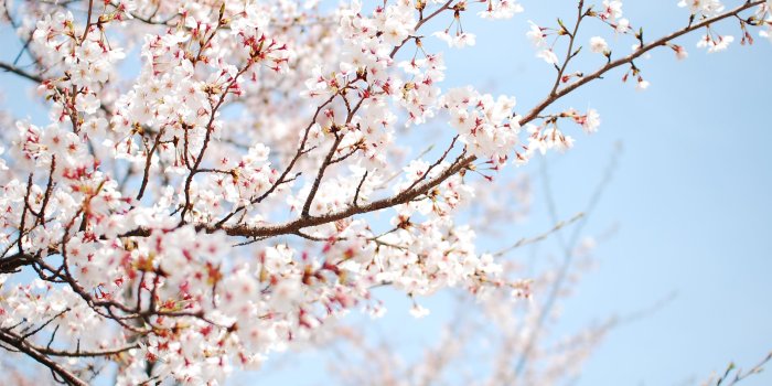 2304x1440 Cherry Blossom Mac Wallpaper Download | AllMacWallpaper