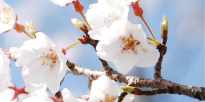 750x1334 Cherry blossom tree HD wallpaper download