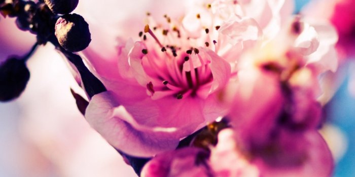 1024x1024 Wallpaper 4k Cherry Blossom 4k Wallpaper