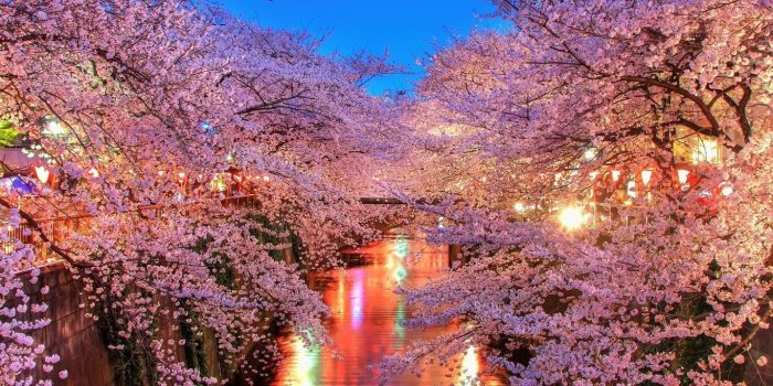 1366x768 Desktop Cherry Blossom Wallpaper - EnWallpaper