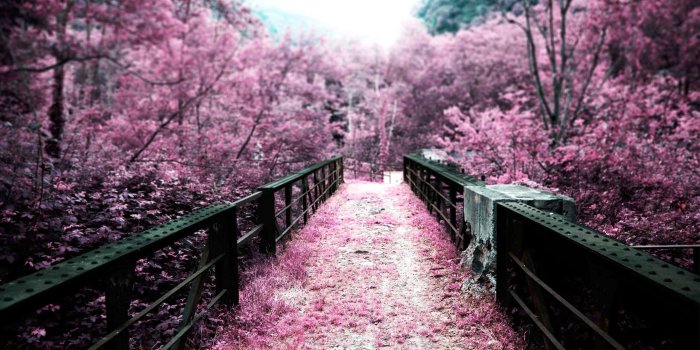 2560x1600 nature, Cherry Blossom Wallpapers HD / Desktop and Mobile Backgrounds