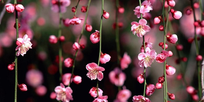 2880x1800 Dark Cherry Blossom Wallpapers - 4k, HD Dark Cherry Blossom Backgrounds on  WallpaperBat