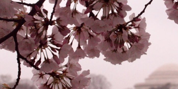 2047x3072 Cherry Blossoms Photos, Cherry Trees Wallpaper, Download, Photos --  National Geographic