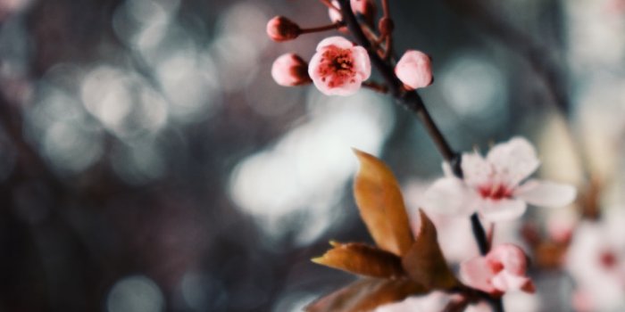 1000x1470 Cherry Blossom Wallpapers: Free HD Download [500+ HQ] | Unsplash