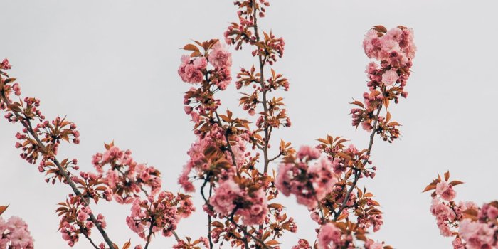 1125x2436 Best Cherry blossom iPhone X HD Wallpapers - iLikeWallpaper