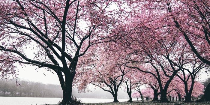 2880x1800 2880x1800 Cherry Blossoms Trees 4k Macbook Pro Retina HD 4k Wallpapers,  Images, Backgrounds, Photos and Pictures