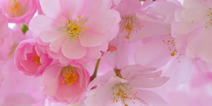 2048x2732 Cherry Blossom Wallpaper - iPhone, Android & Desktop Backgrounds