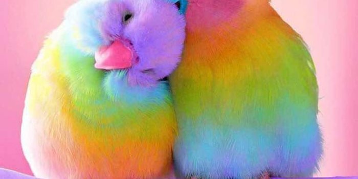 736x1308 Colorful Birds Wallpapers - Top Free Colorful Birds Backgrounds -  WallpaperAccess
