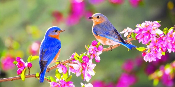 1920x1080 Birds and Flowers Desktop Wallpapers - Top Free Birds and Flowers Desktop  Backgrounds - WallpaperAccess