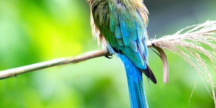 1000x1400 Bird Wallpapers: Free HD Download [500+ HQ] | Unsplash