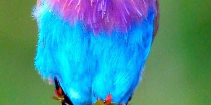 720x1280 Bird Phone Wallpapers - Top Free Bird Phone Backgrounds - WallpaperAccess