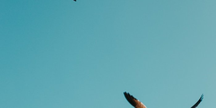 1000x1500 Bird Wallpapers: Free HD Download [500+ HQ] | Unsplash