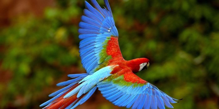 1600x1200 Beautiful Birds Wallpapers HD Pictures Desktop Background