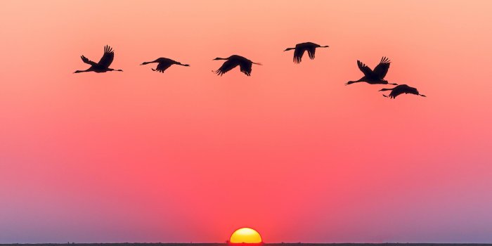 2560x1600 Birds 4K wallpapers for your desktop or mobile screen free and easy to  download
