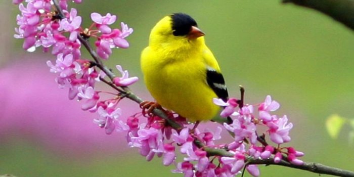 1244x700 13 Beautiful HD and 4K Wallpapers of Exotic Birds That You Should Download