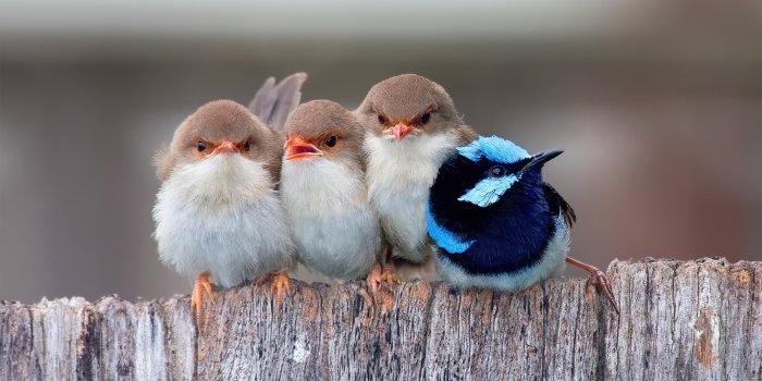 1920x1080 Cute Birds Wallpapers - 1920x1080 Wallpaper - teahub.io