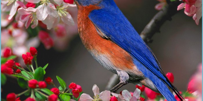 1552x1164 Best 9+ Bird Wallpaper On HipWallpaper Beautiful Hummingbird - Beautiful Birds  Wallpaper Images | Neat