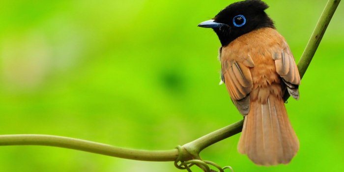 1920x1200 Bird - Wallpapers-HD Wallpapers-Laptop Wallpapers | Nature birds, Pretty  birds, Beautiful birds