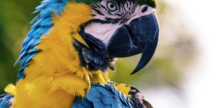 1000x1500 500+ Colorful Bird Pictures [HD] | Download Free Images on Unsplash