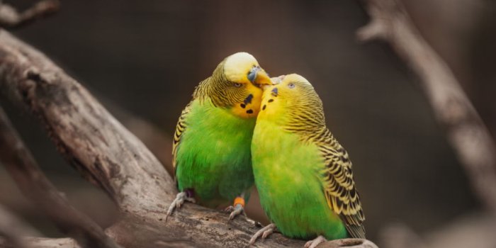 1080x1920 Birds Wallpapers - Top 45 Best Birds Backgrounds Download