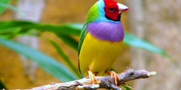 2560x1440 Bird Wallpapers, HD Bird Wallpapers, Desktop Wallpapers Birds Desktop  Background