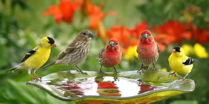 1920x1080 Birds Wallpapers Cute Birds Drink Water : Wallpapers13.com