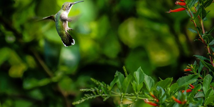 1024x768 Wallpaper | HD Wallpapers | Ultra HD 4K Wallpapers for Desktop & Mobiles |  Santa Banta