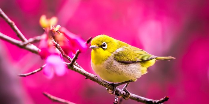 1920x1080 40 Birds Wallpapers - Wallpaperboat