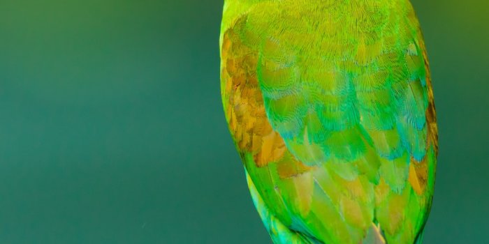 1000x1365 Bird Wallpapers: Free HD Download [500+ HQ] | Unsplash