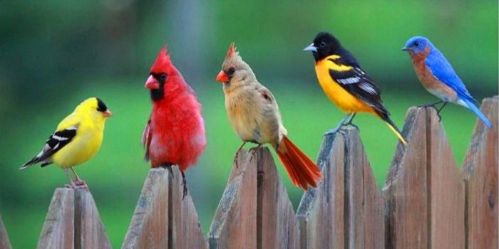 1366x768 Birds Of A Feather Wallpaper and Background Image | 1366x768