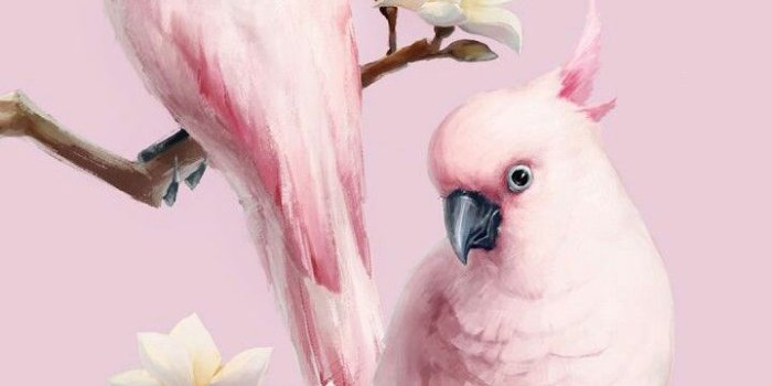 720x1195 Pink Bird Wallpapers - Top Free Pink Bird Backgrounds - WallpaperAccess