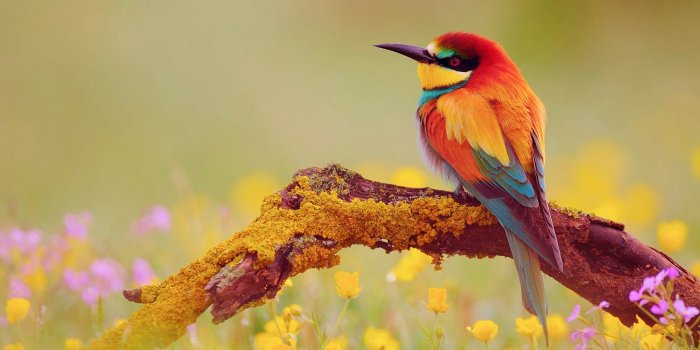 2560x1600 2560x1600, Cute Bird Wallpapers - Cute Wallpaper Birds - 2560x1600 Wallpaper  - teahub.io