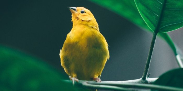 1080x2160 Small, cute, yellow bird, tree branch, 1080x2160 wallpaper | Birds wallpaper  hd, Bird wallpaper, Bird photo