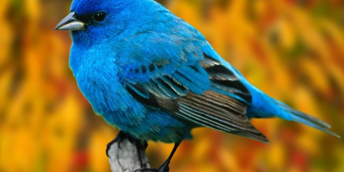 1920x1080 Bird Wallpapers HD - PixelsTalk.Net