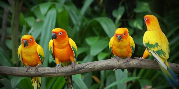1920x1080 Birds Wallpaper Hd Yellow Parrots On Branch : Wallpapers13.com