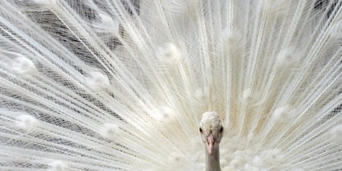 2303x3072 Bird Wallpapers - National Geographic