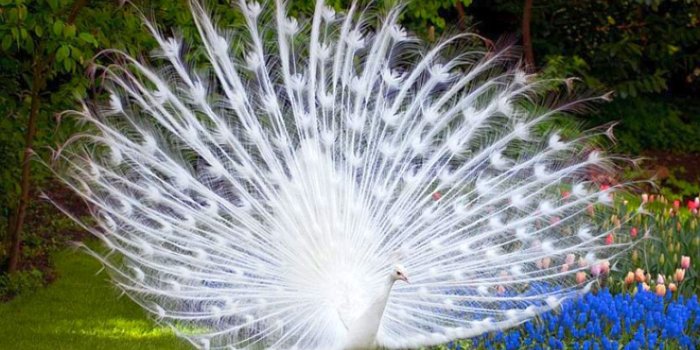 1440x900 White Bird Wallpaper - Most Beautiful Peacocks In The World - 1440x900 -  Download HD Wallpaper - WallpaperTip