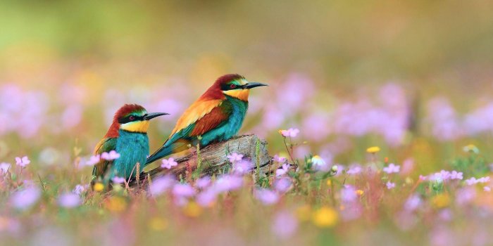 1920x1080 Birds Wallpapers FREE Pictures on GreePX
