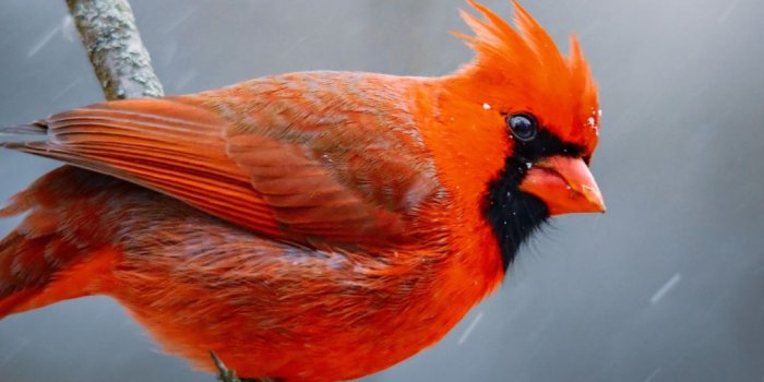 1080x1920 Birds Wallpapers: Top Quality Birds Backgrounds [ 65 + HD ]