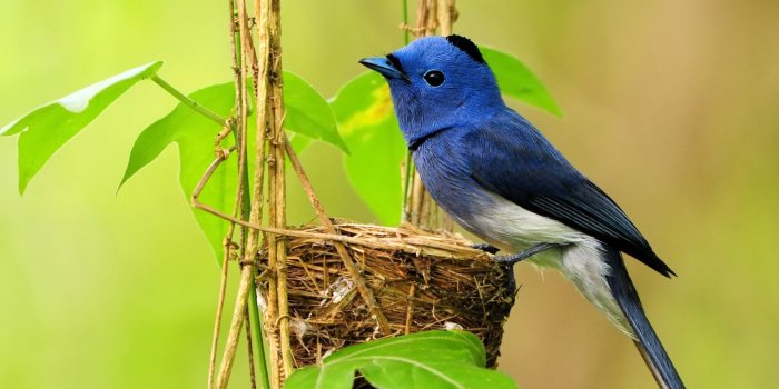 1920x1200 Most Beautiful Birds Pictures, Images & HD Wallpapers