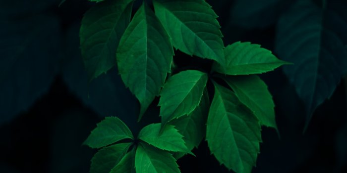 1000x1500 750+ Leaves Pictures | Download Free Images on Unsplash