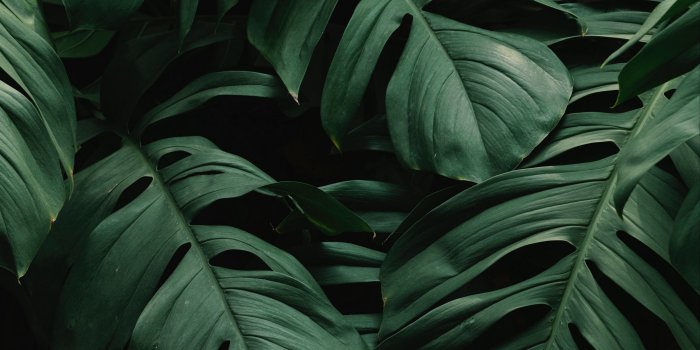 2780x2780 Leaves iPad Wallpapers - Top Free Leaves iPad Backgrounds - WallpaperAccess