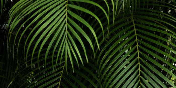 1000x1496 900+ Leaf Background Images: Download HD Backgrounds on Unsplash